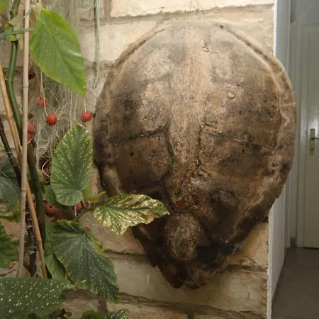 By The Sea Zaklopatica, - 8357 *