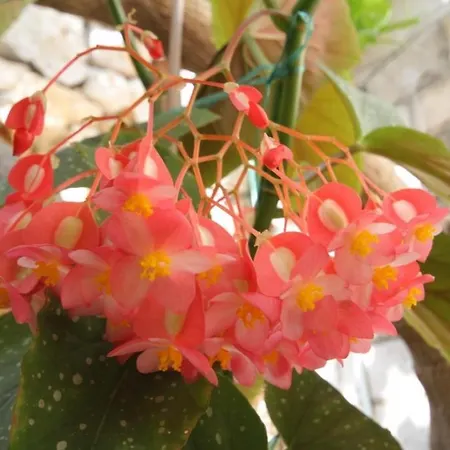 By The Sea Zaklopatica, - 8357 Lastovo